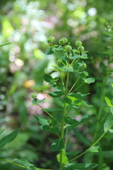 Euphorbia procera