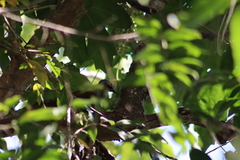 Colaptes auricularis