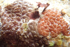 Eudistoma psammion