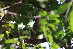 Colaptes auricularis