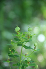 Euphorbia procera