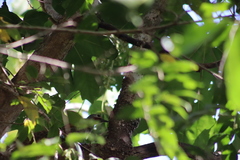 Colaptes auricularis