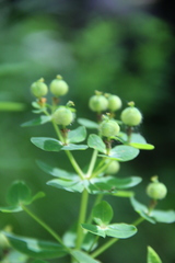 Euphorbia procera