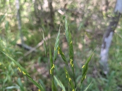 Bromus texensis