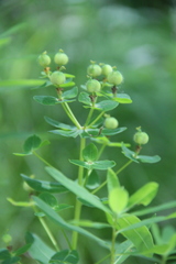 Euphorbia procera