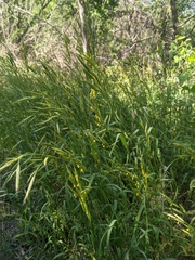 Bromus texensis