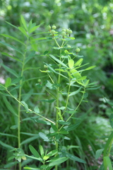 Euphorbia procera