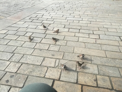 Passer domesticus