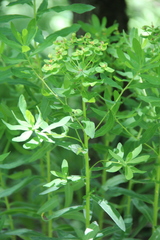 Euphorbia procera