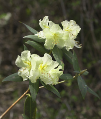 Rhododendron keiskei