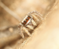 Habronattus arcalorus