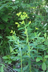 Euphorbia procera