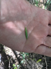 Bromus texensis