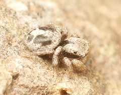 Habronattus arcalorus
