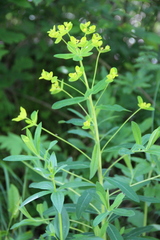 Euphorbia procera