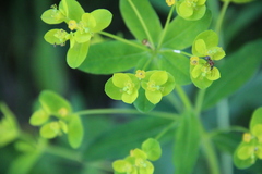 Euphorbia procera