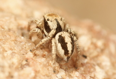 Habronattus arcalorus