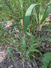 Bromus texensis