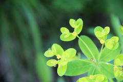 Euphorbia procera