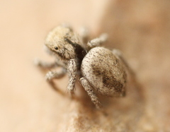 Habronattus arcalorus