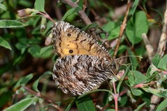 Oeneis chryxus chryxus