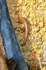 Haemadipsa interrupta