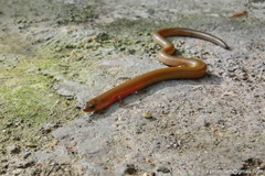 Lygosoma siamense