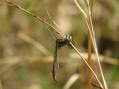 Phanogomphus oklahomensis