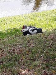 Cairina moschata domestica