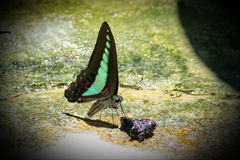 Graphium sarpedon luctatius