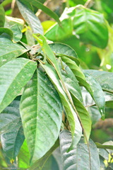 Bronchocela rayaensis