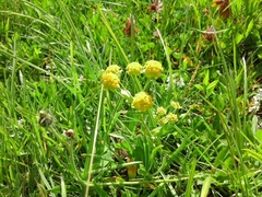 Bupleurum ranunculoides