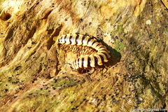 Orthomorpha subkarschi