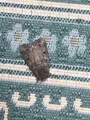 Agrotis segetum
