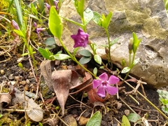 Vinca minor