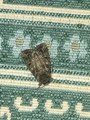 Agrotis segetum