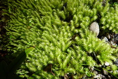 Cryptopodium bartramioides