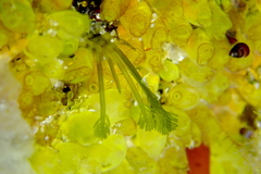 Bryopsis corticulans