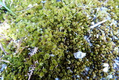 Bryum truncorum