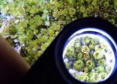 Bryum truncorum