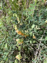 Lathyrus sulphureus