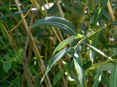 Salix acutifolia