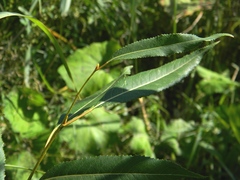 Salix acutifolia