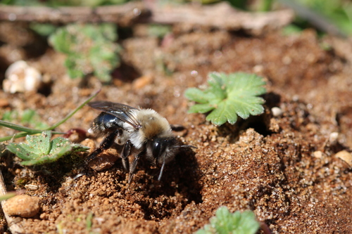 Grey-backed Mining Bee, 2116 Bentveld, Netherlands, photo 6 of 10