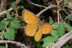 Oeneis chryxus chryxus