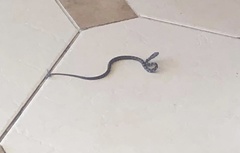 Mastigodryas danieli