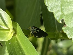 Ptyelus grossus