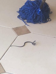 Mastigodryas danieli