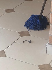 Mastigodryas danieli