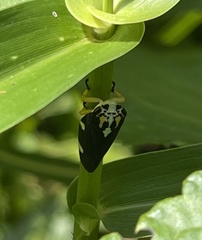 Ptyelus grossus